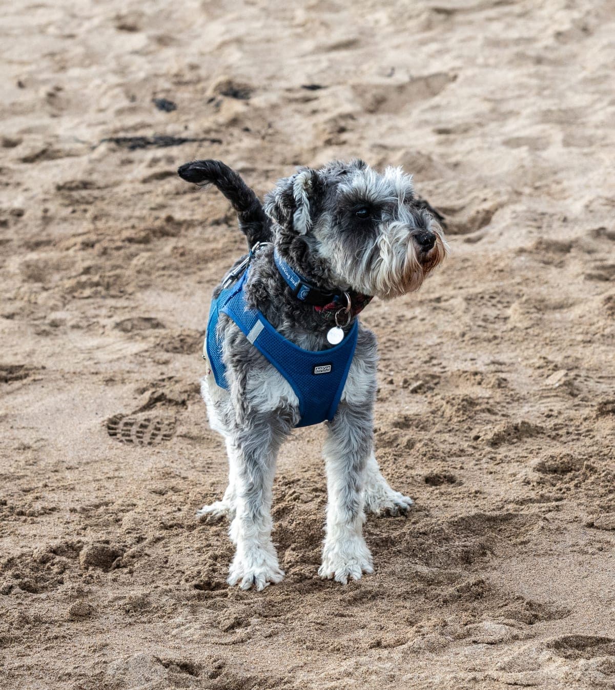 Joe_and_Nuala_s_Dog_March_2025 7_lixjno