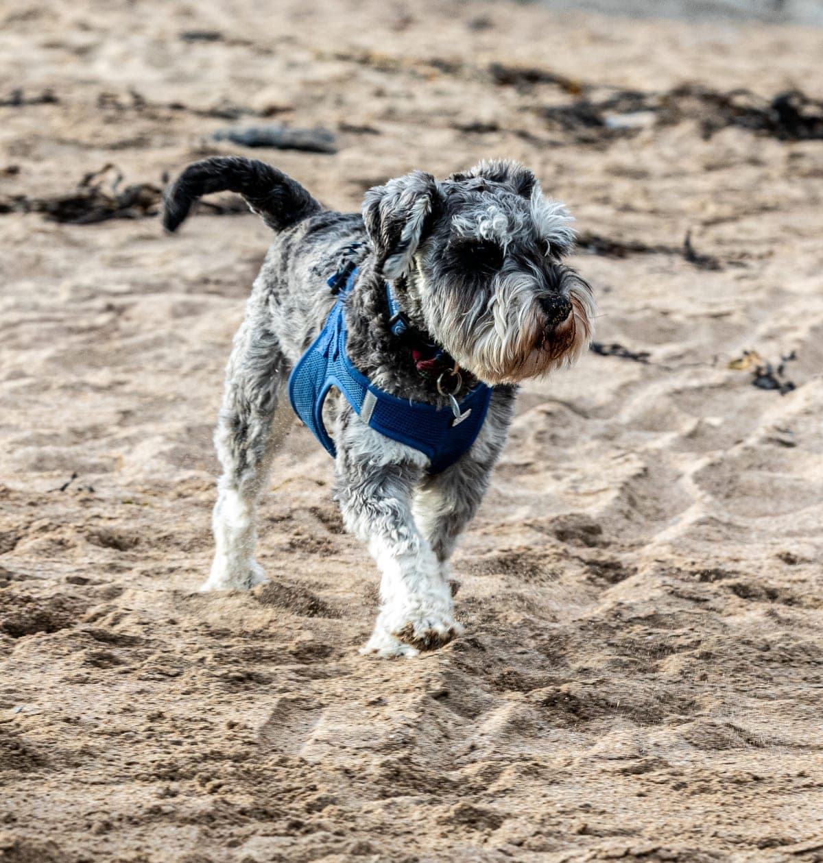Joe_and_Nuala_s_Dog_March_2025 9_mt4pde